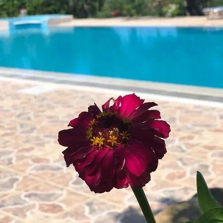Panos * Gialova